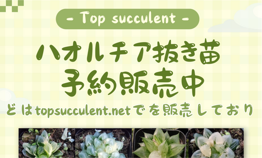 ハオルチア抜き苗予約販売中